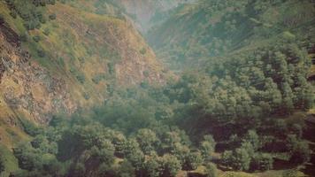 shot of a creek in the middle of green woods surrounded by hills video