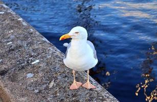 Hungry sea gull at a quay wall of the port in Kiel Germany. photo