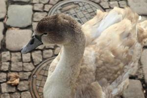 Swan walking on a cobblestone path close to the water in a port in Germany photo