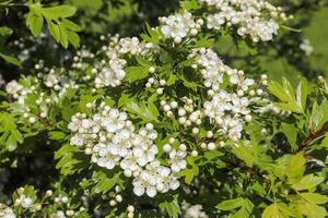 Beautiful cherry and plum trees in blossom during springtime with colorful flowers photo