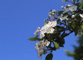 Beautiful cherry and plum trees in blossom during springtime with colorful flowers photo