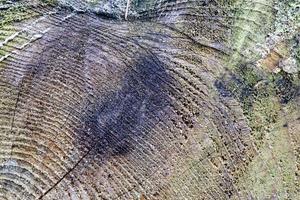 Close up view on different wood surfaces of planks logs and wooden walls in high resolution photo