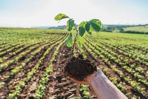 The woman's hands hold a small seedling of soy. concept of agribusiness photo