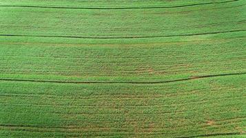 Sugarcane plantation field aerial view with sun light. Agricultural industrial. photo