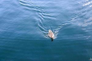 Beautiful duck couple swimming in the water at a coast in germany. photo