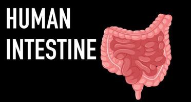 Human internal organ with intestine vector