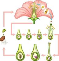 diagrama que muestra la fertilización en flor vector