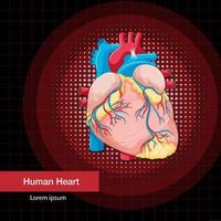 Human internal organ with heart vector