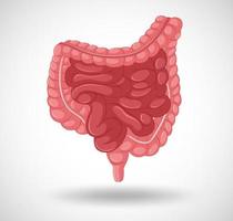 Human internal organ with intestine vector