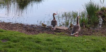 Lots of beautiful european goose birds at a lake on a sunny day photo