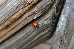 Selective focus macro of a red ladybug walking on weathered wood. photo