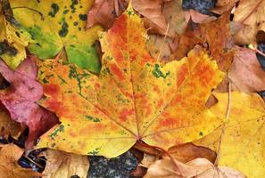 hermosas hojas de otoño coloridas en el suelo para fondos o texturas foto