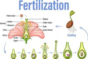 Diagram showing fertilization in flower vector