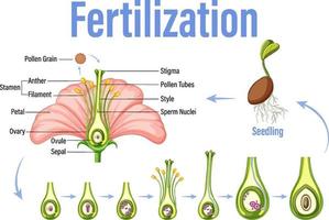 diagrama que muestra la fertilización en flor vector