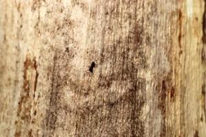 Close up view on different wood surfaces of planks logs and wooden walls in high resolution photo