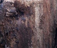 Close up view on different wood surfaces of planks logs and wooden walls in high resolution photo