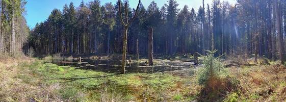 A clearing in a coniferous forest with a body of water in the swamp. photo