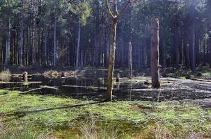 A clearing in a coniferous forest with a body of water in the swamp. photo