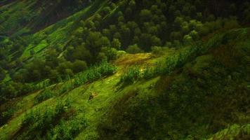 shot van een kreek in het midden van groene bossen, omringd door heuvels video