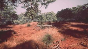 australisk vildmark med träd och gul sand video