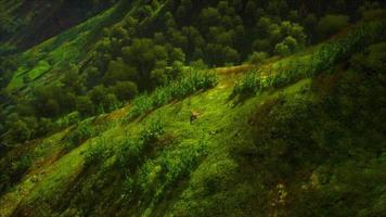 forêts sans fin en journée ensoleillée avec perspective en couleur video