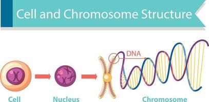 diagrama de estructura celular y cromosómica vector