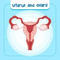 Human internal organ with uterus vector