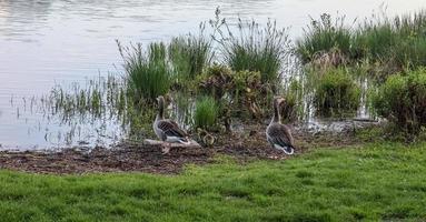 Lots of beautiful european goose birds at a lake on a sunny day photo