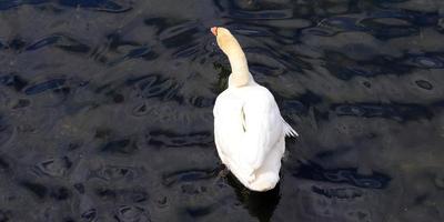 White swans on rippled blue water. photo