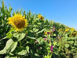 Beautiful yellow Sunfluwer in a rural environment in front of a crop field on a sunny day. photo