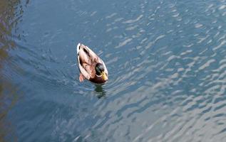 Beautiful duck couple swimming in the water at a coast in germany. photo