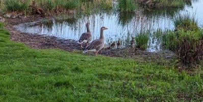 muchas hermosas aves de ganso europeas en un lago en un día soleado foto