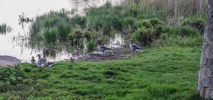 Lots of beautiful european goose birds at a lake on a sunny day photo