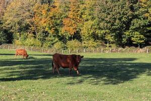 Brown cows grazing on green meadow against autumn forest background. photo