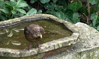 Close up on a cute little blackbird and having fun in a bird bath on a sunny day in summer photo