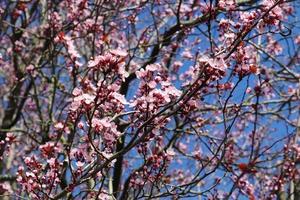 Beautiful cherry and plum trees in blossom during springtime with colorful flowers