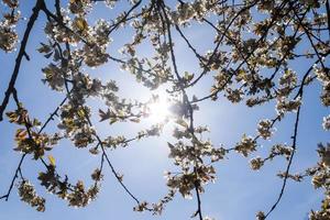 Selective focus of beautiful cherry trees in blossom during springtime photo