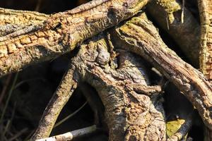 Detailed close up view on different wood surfaces showing planks logs and wooden surfaces in high resolution. photo