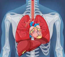 Human internal organ with lungs vector