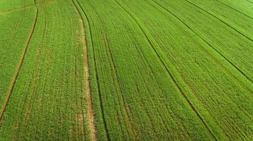 Sugarcane plantation field aerial view with sun light. Agricultural industrial. photo