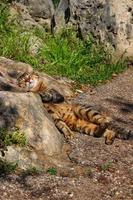 piso de descanso de gatos salvajes con rayos de sol en piedra foto