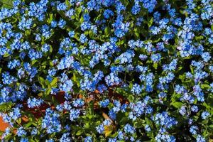 Close up on beautiful purple forget me not flowers moving slowly in the wind. photo