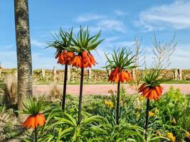 Beautiful red Fritillaira imperialis flowers against blue sky in flower bed. photo