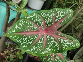 patrón de hoja de planta bicolor de caladio foto