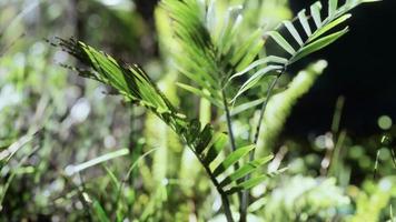 Sun shining into tropical forest video