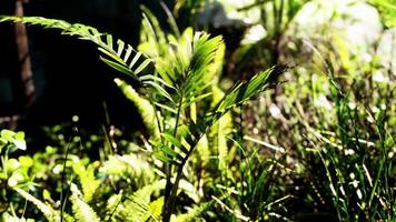 Sun shining into tropical forest video