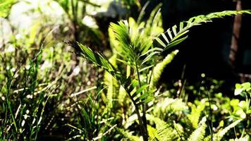 Sun shining into tropical forest video