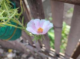 planta con flores de musgo rosa con nombre científico portulaca grandiflora foto