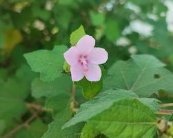 planta con flores pulután con el nombre científico urena lobata foto