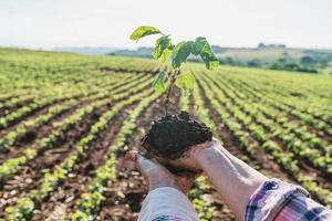The woman's hands hold a small seedling of soy. concept of agribusiness photo